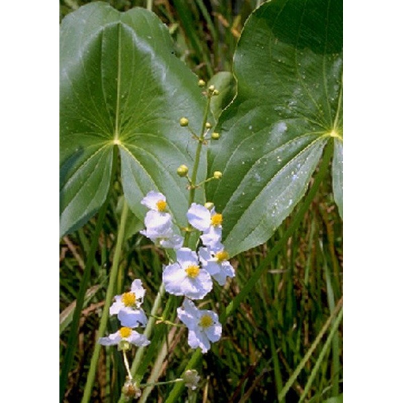 Arrowhead  Sagittaria latifolia (Pre-Order)