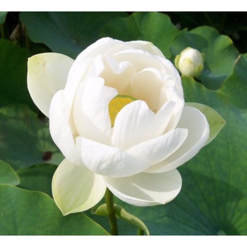 Asiatic  Nelumbo alba grandiflora (Pre-Order)