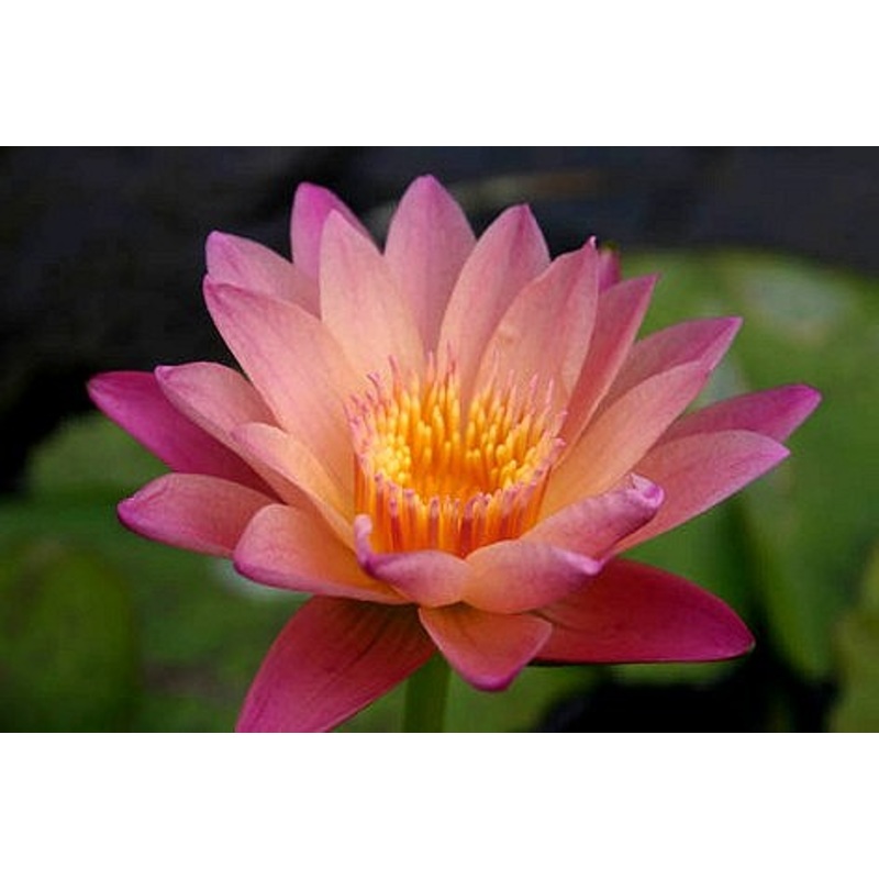 Autumn Day Blooming Tropical Lily (Pre-Order)