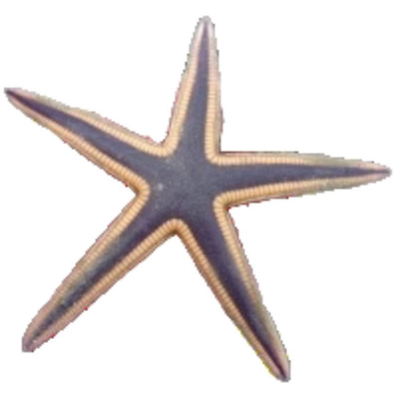 Beaded Sand Sifting Star( XLG Show Size)
