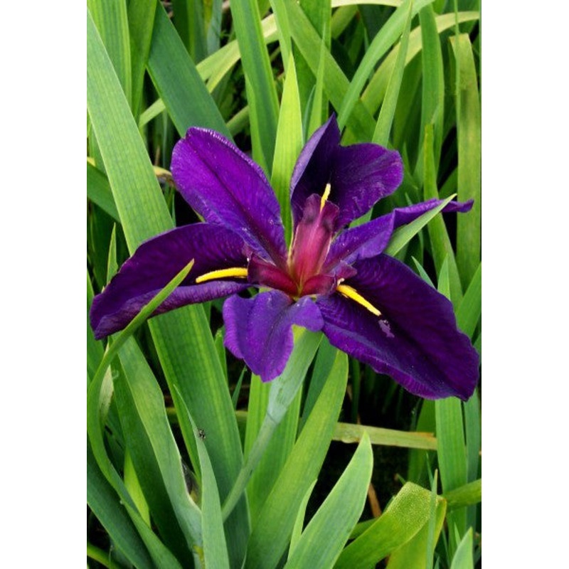 Black Gamecock Iris  Iris louisiana black gamecock (Pre-Order)