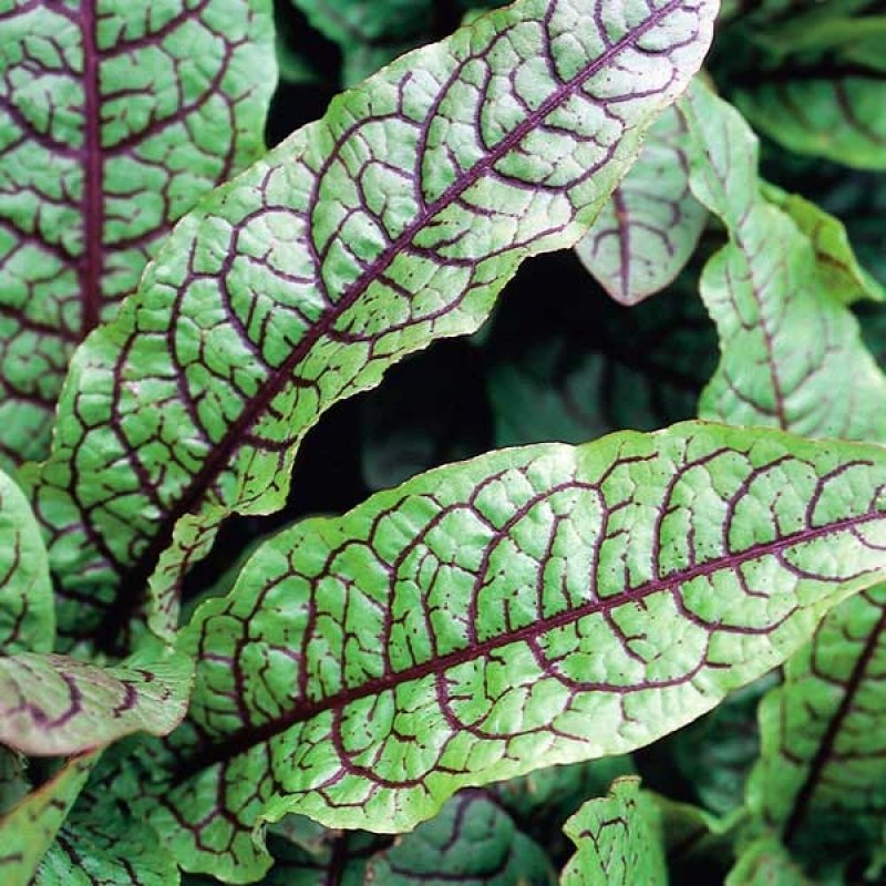 Bloody Dock  Rumex sanguineus (Pre-Order)