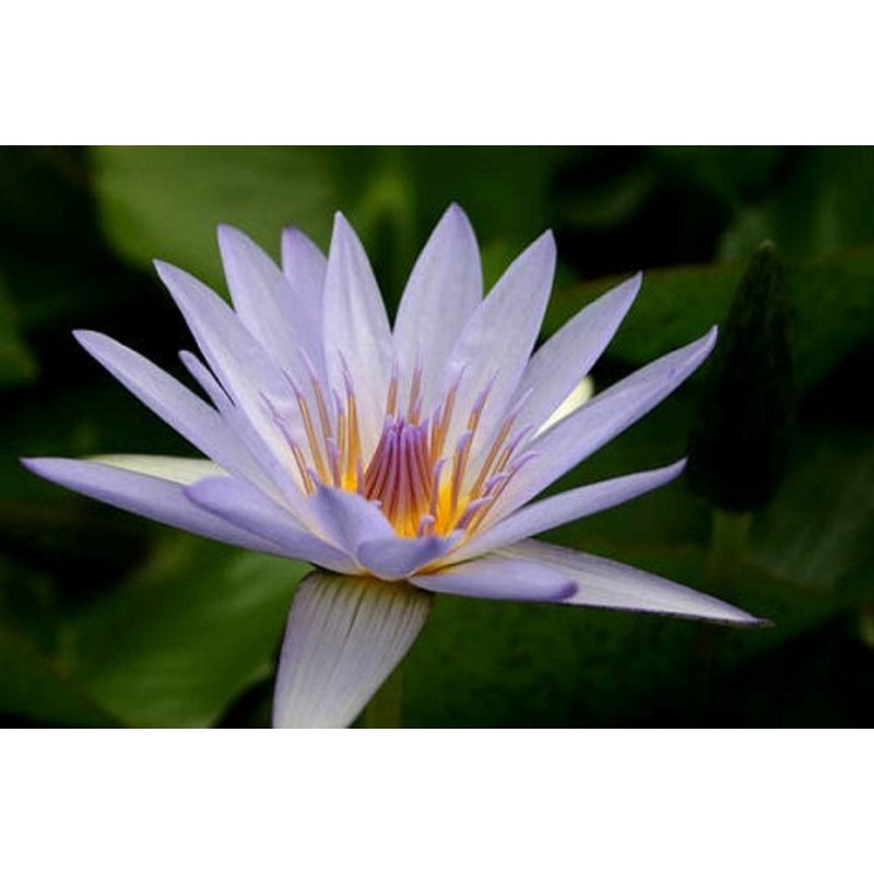 Blue Day Blooming Tropical Lily(Pre-Order)