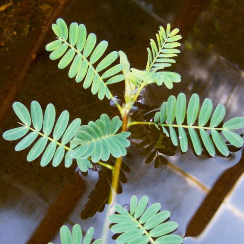 Botswana Wonder  Aeschynomene fluitans (Pre-Order)