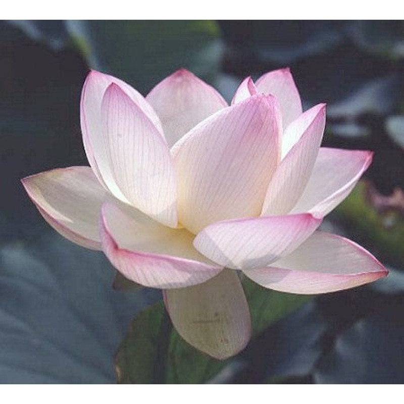 Chawan Basu  Nelumbo Chawan Basu