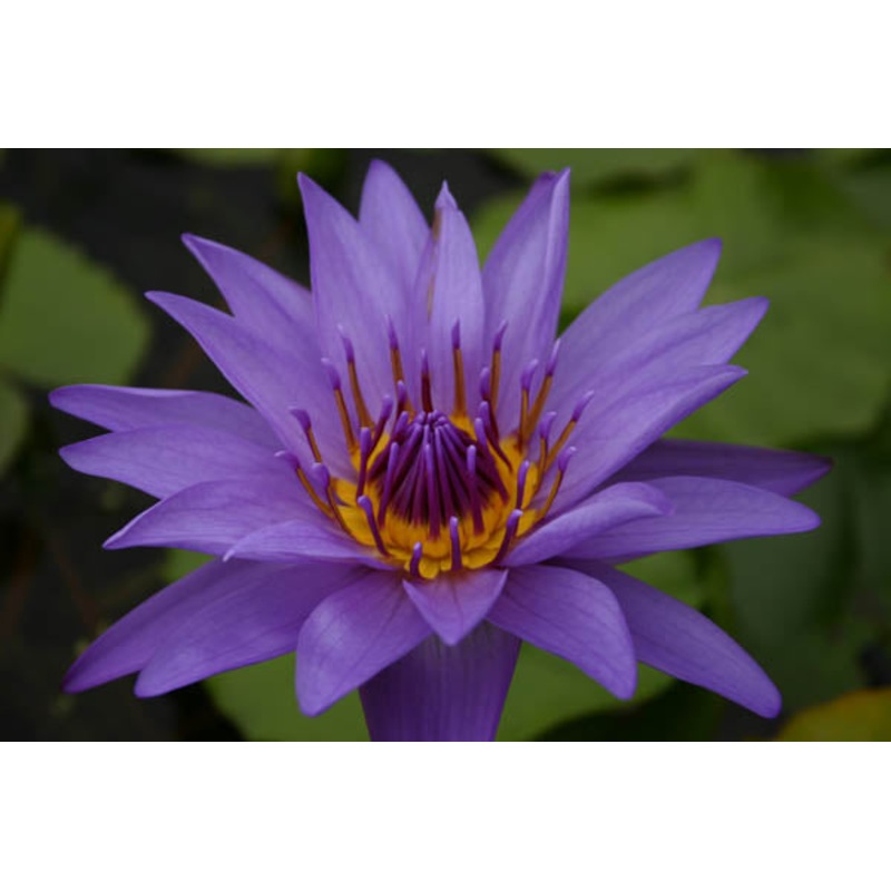 Dark Blue Day Blooming Tropical Lily (Pre-Order)