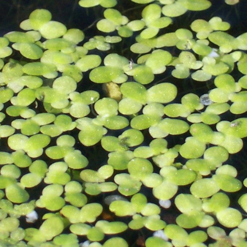 Duckweed  Lemna minor (Pre-Order)