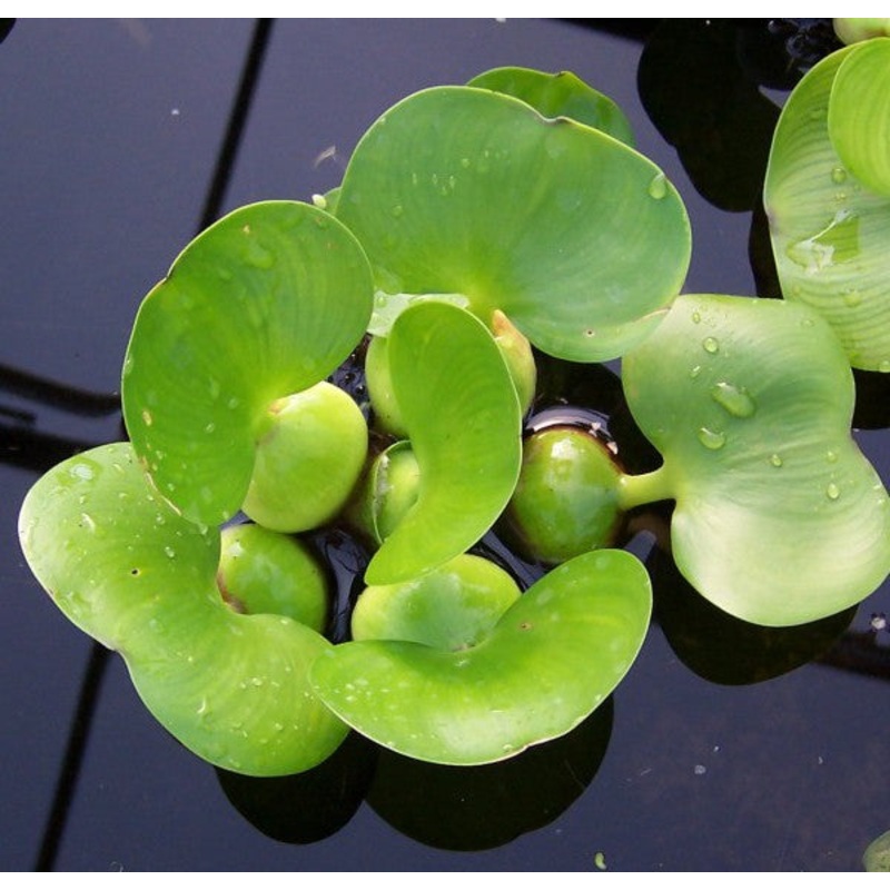 Dwarf Water Hyacinth  Eichhornia crassipes spp (Pre-Order)