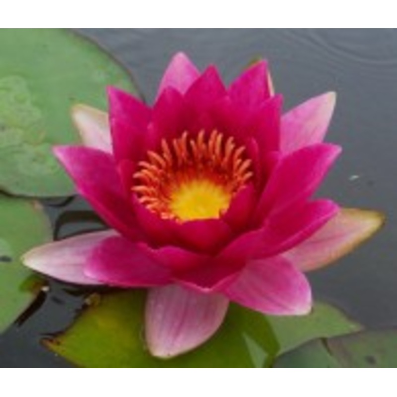 Gloriosa (Marliac) (Pre-Order)