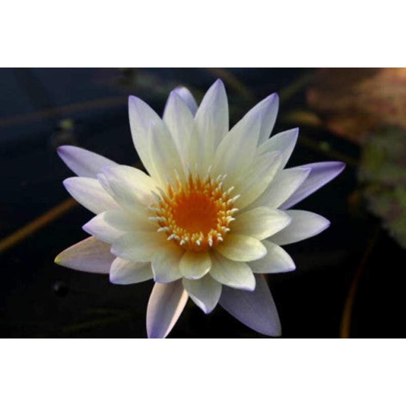 Green Day Blooming Tropical Lily (Pre-Order)