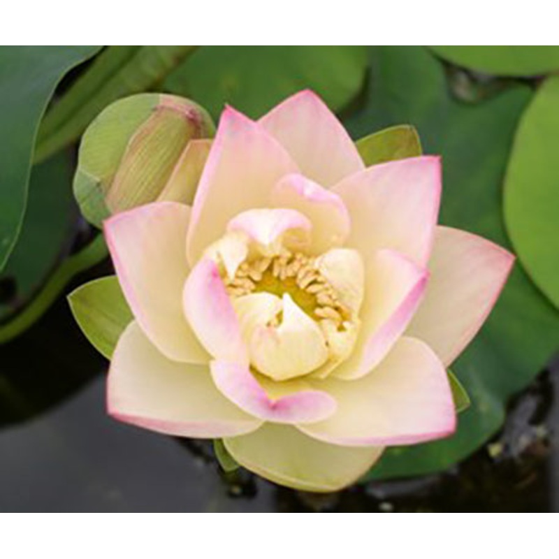 Green Maiden  Nelumbo Green Maiden (Pre-Order)