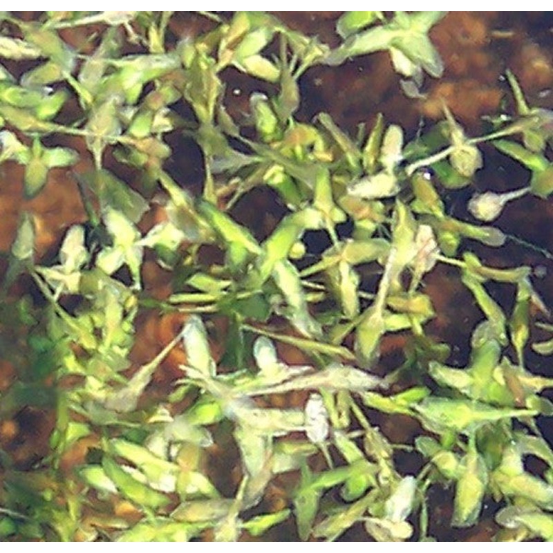 Ivy-Leaved Duckweed  Lemna triscula (Pre-Order)
