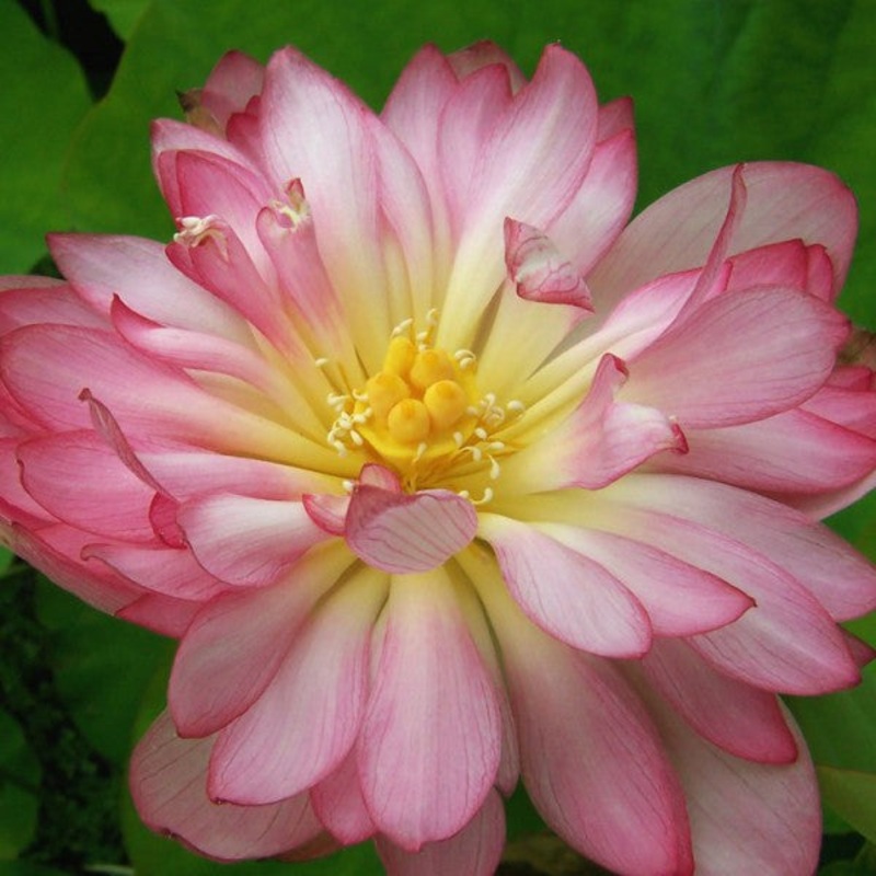 Momo Botan  Nelumbo Momo Botan (Pre-Order)