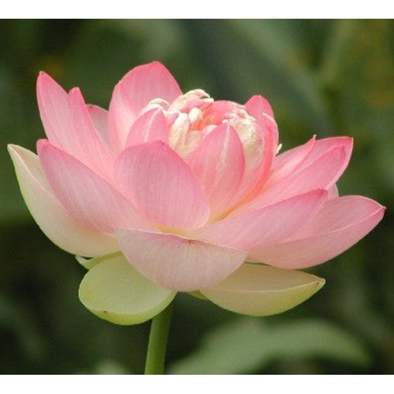 Mrs. Perry D. Slocum  Nelumbo Mrs. Perry D. Slocum (Pre-Order)