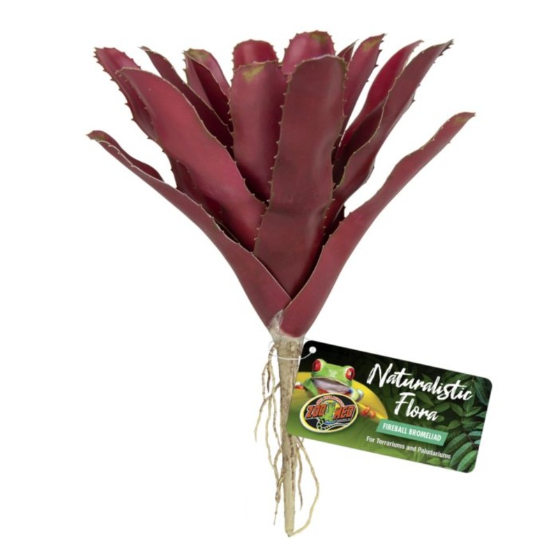 Naturalistic Flora  Fireball Bromeliad