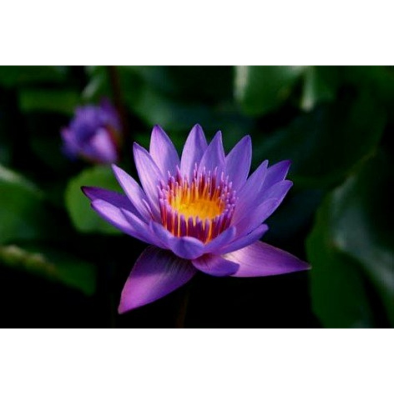 Purple Day Blooming Tropical Lily (Pre-Order)