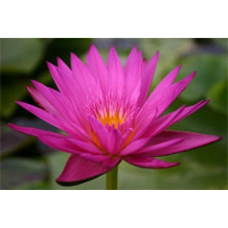 Red Day Blooming Tropical Lily (Pre-Order)