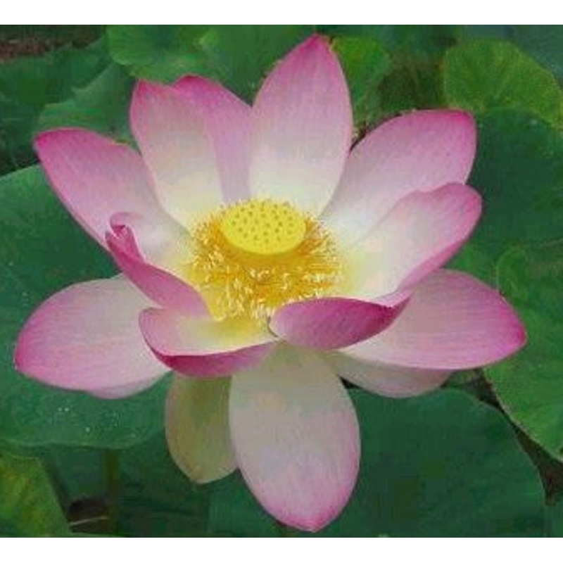 Sacred Pink  Nelumbo nucifera speciosum (Pre-Order)
