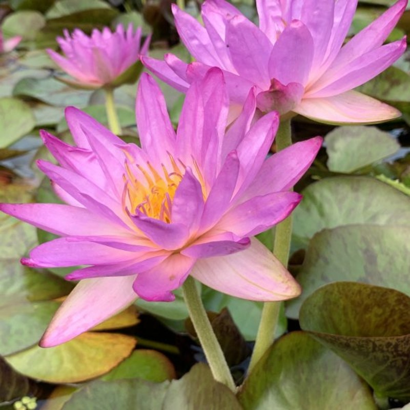 Siam Purple 2 (Pairat Songpanich) (Pre-Order)