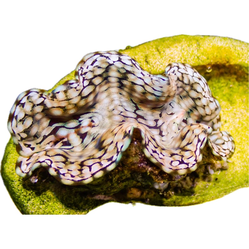 Squamosa Clam SM (arrived March 27)