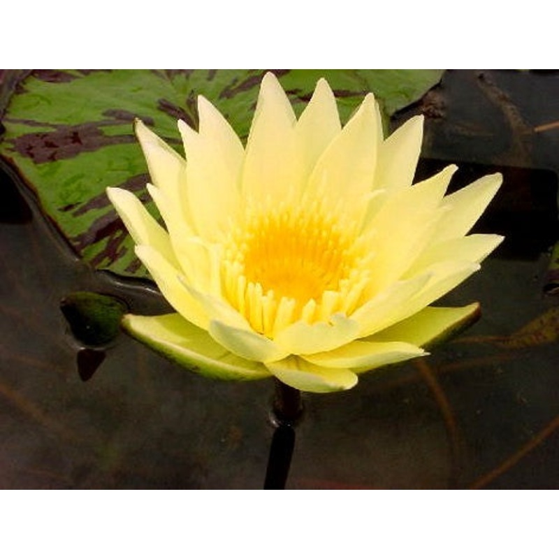 Yellow Day Blooming Tropical Lily (Pre-Order)