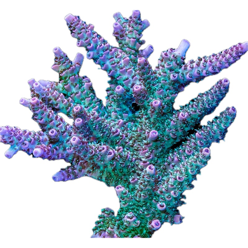 Acropora Millepora Pink & green
