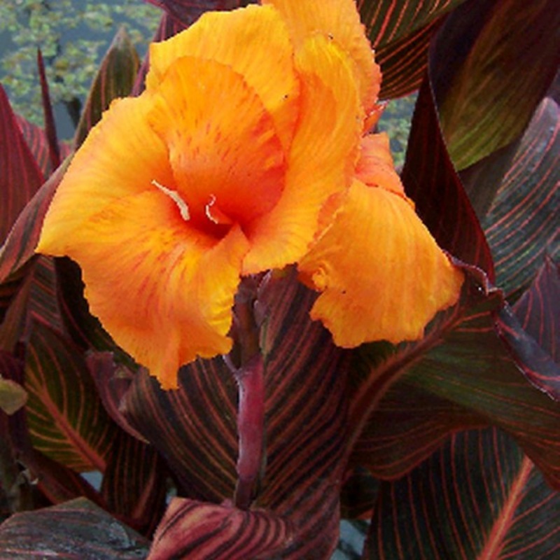 African Sunset Canna  Canna spp. (Pre-Order)