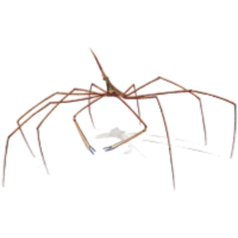 Arrow Crab (Stenorhynchus Seticornis)