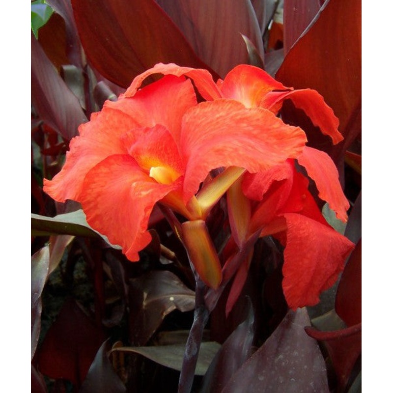 Australia Canna  Canna spp.(Pre-Order)