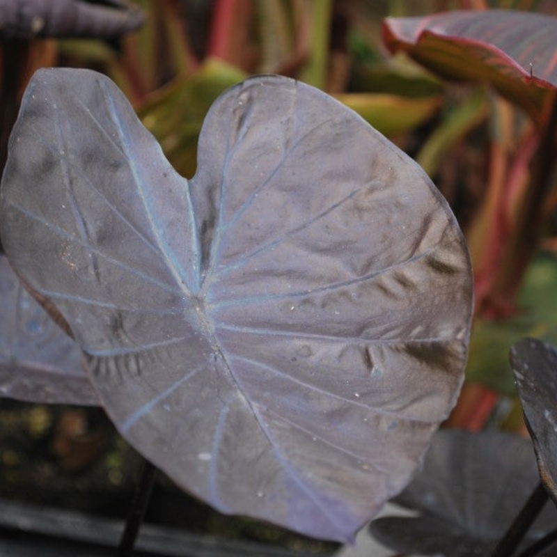 Black Coral Taro  Colocasia esculenta Black Coral (Pre-Order)