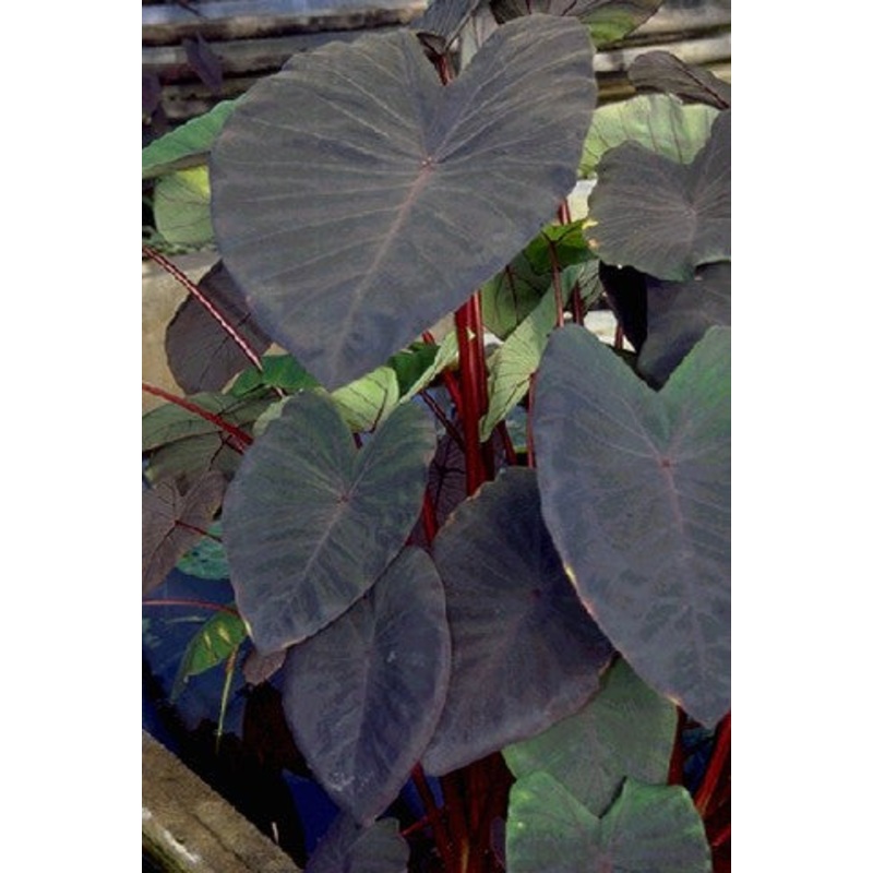Black Magic Taro  Colocasia esculenta Black Magic (Pre-Order)