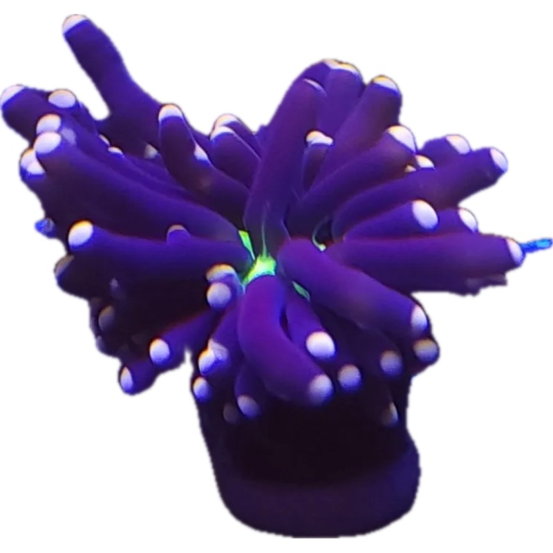 Black Torch Pink Tip  (Per Head)