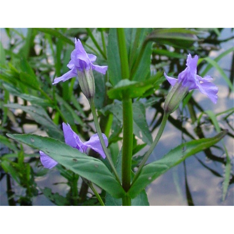 Blue Monkey Flower  Mimulus ringens (Pre-Order)