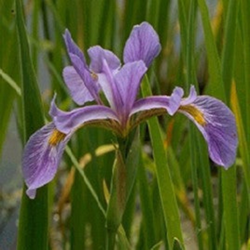 Blue Water Iris  Iris versicolor (Pre-Order)