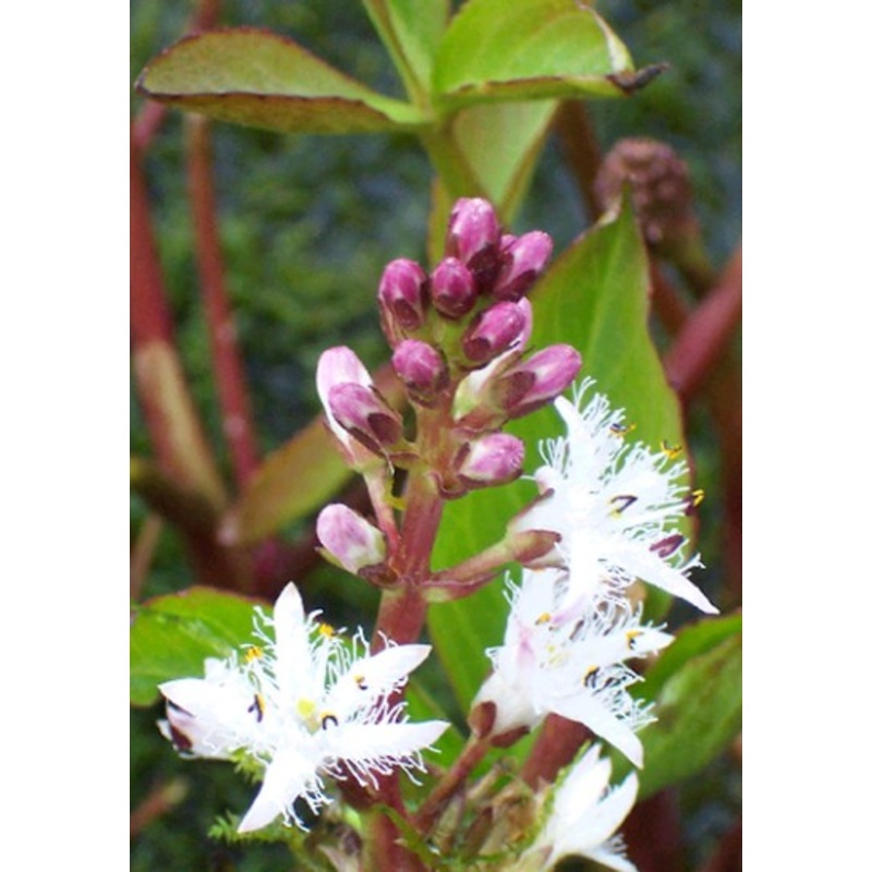 Bogbean  Menyanthes trifoliata (Pre-Order) bareroot
