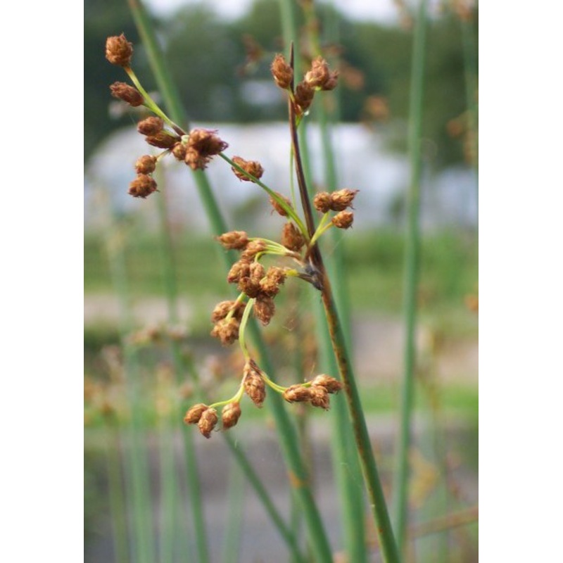 Bulrush  Scirpus lacustris (Pre-Order)