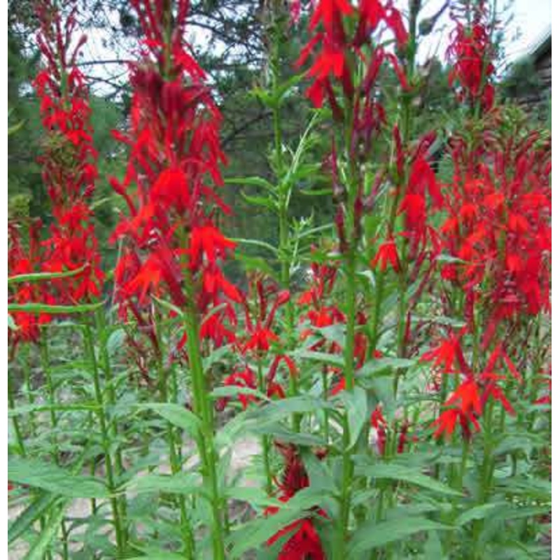 Cardinal Flower  Lobelia cardinalis (Pre-Order)