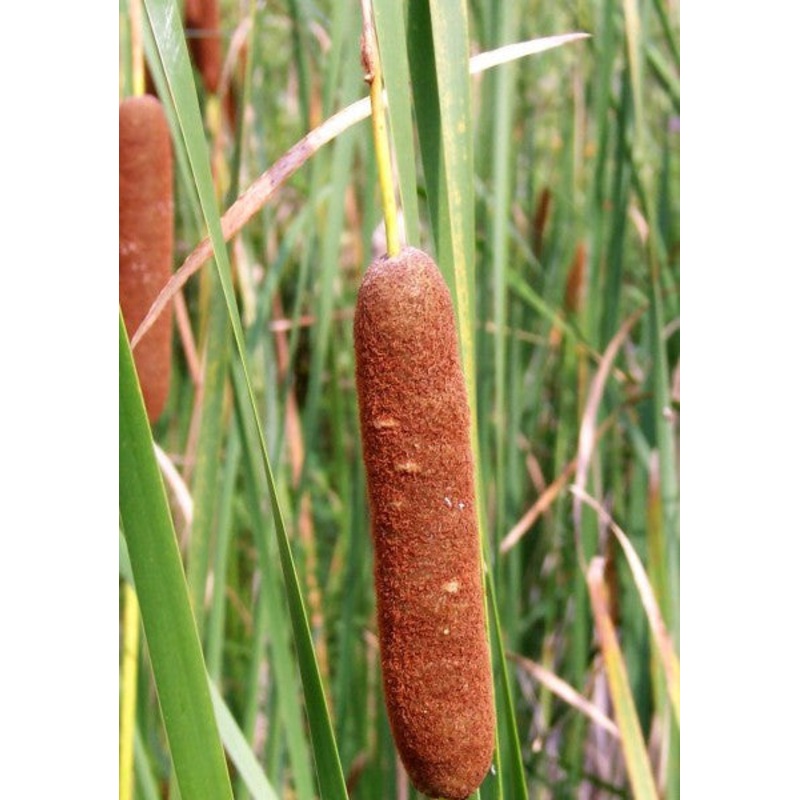 Cattail  Typha latifolia (Pre-Order)Bareroot