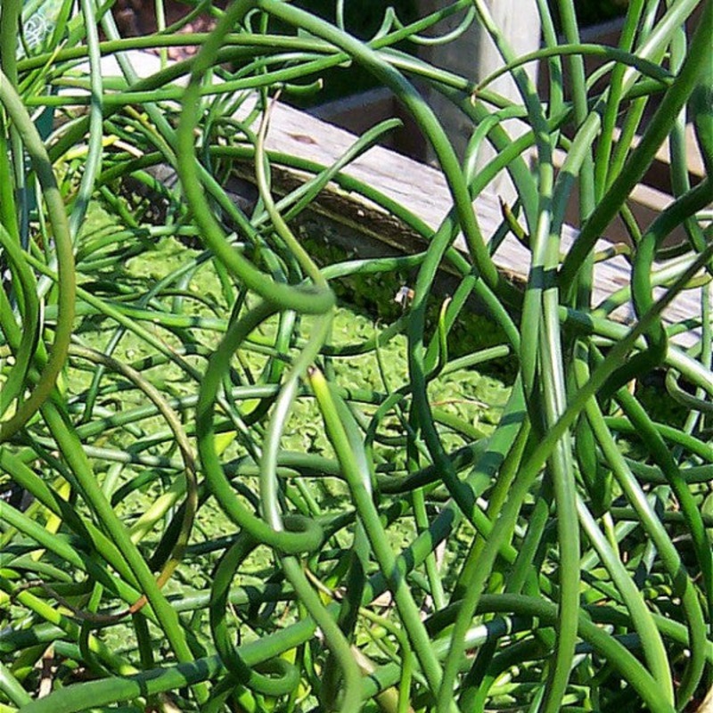 Corkscrew Rush  Juncus effusus spiralis (Pre-Order)
