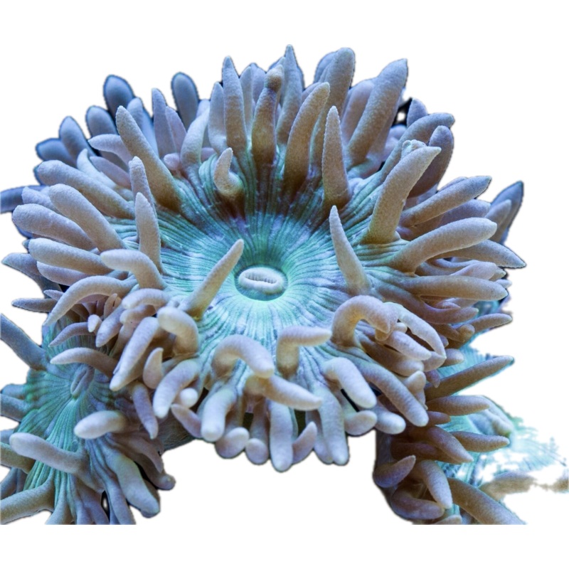 Duncan Coral (per plug)