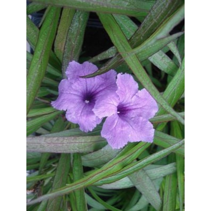 Dwarf Blue Bells  Ruellia brittoniana (Pre-Order)