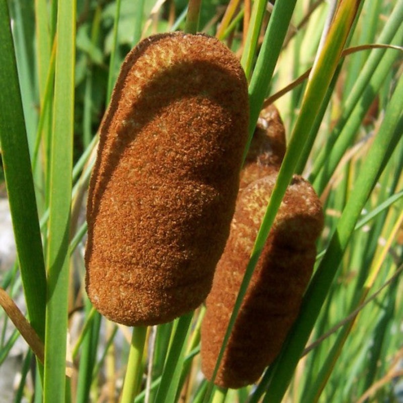 Dwarf Cattail  Typha laxmanni (Pre Order)