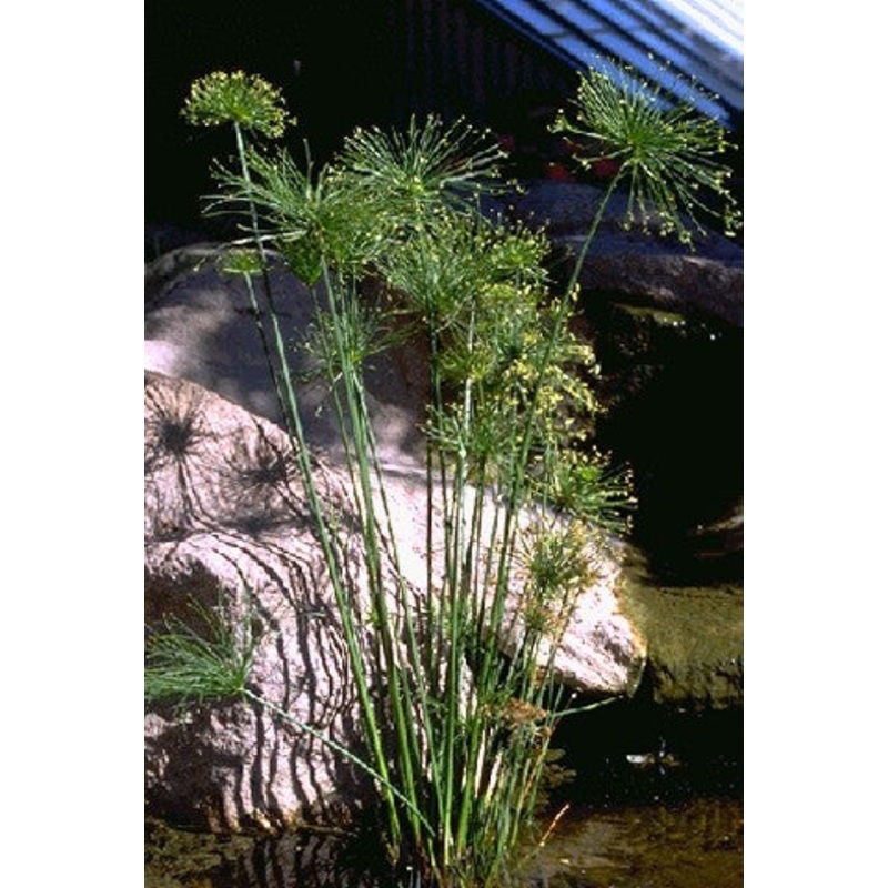 Dwarf Papyrus  Cyperus haspan (Pre-Order)