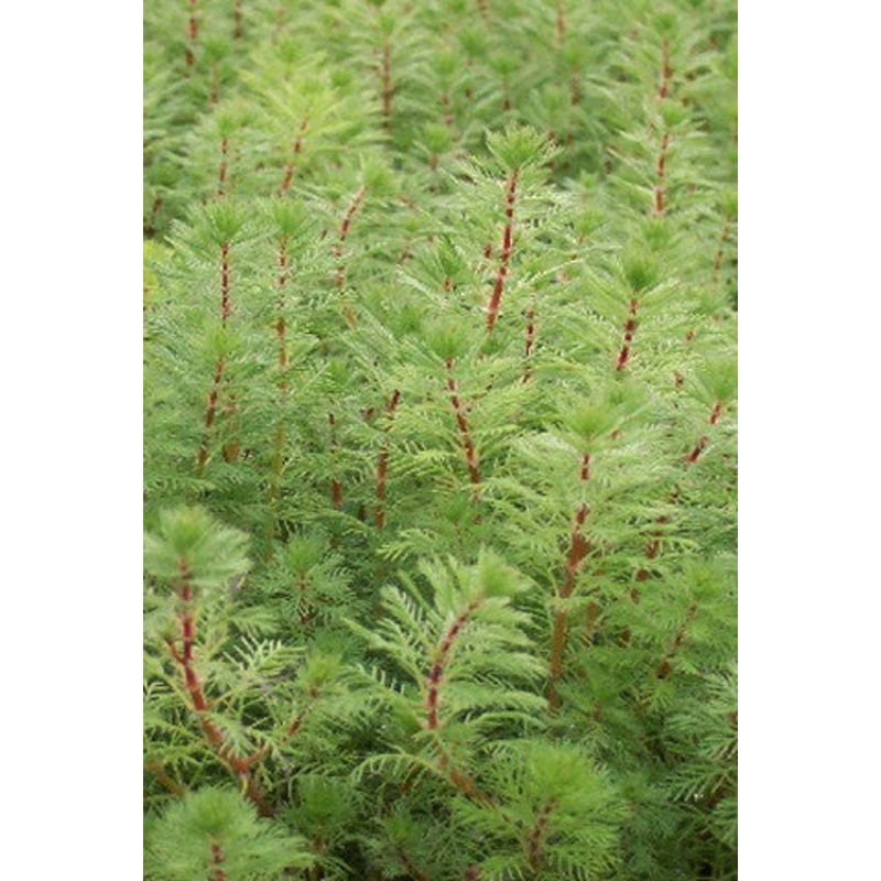 Dwarf Parrot Feather  Myriophyllum papillosum