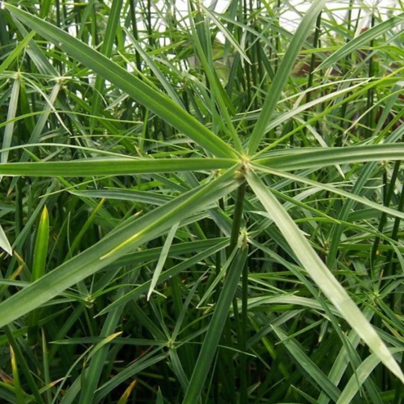 Dwarf Umbrella Palm  Cyperus alternifolius gracilis (Pre-Order)