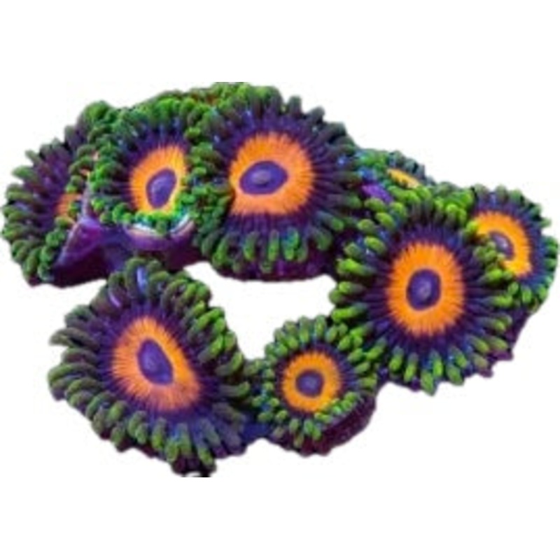 Eagle Eye Zoa