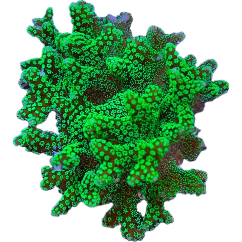 Electric green birdsnest
