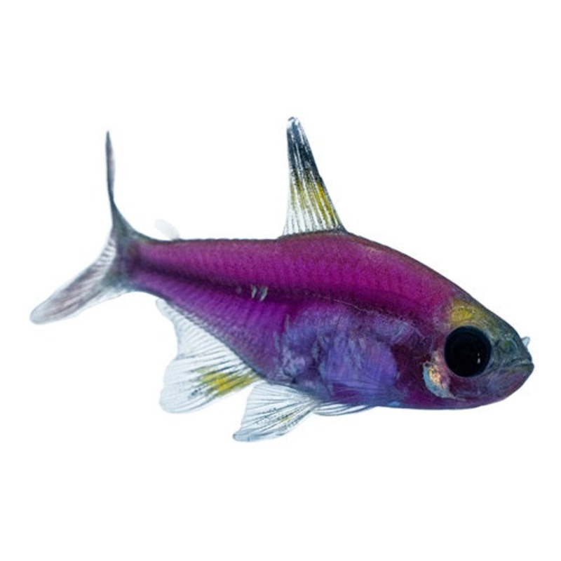 Electric Purple Pristella Tetra