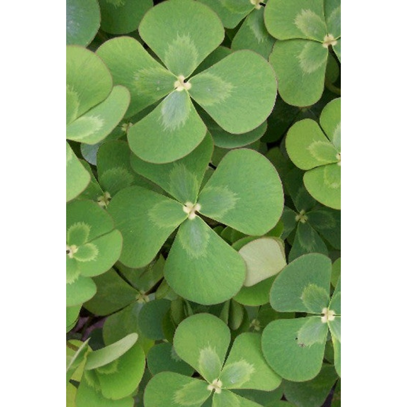 Four Leaf Water Clover  Marsilea mutica (Pre-Order)