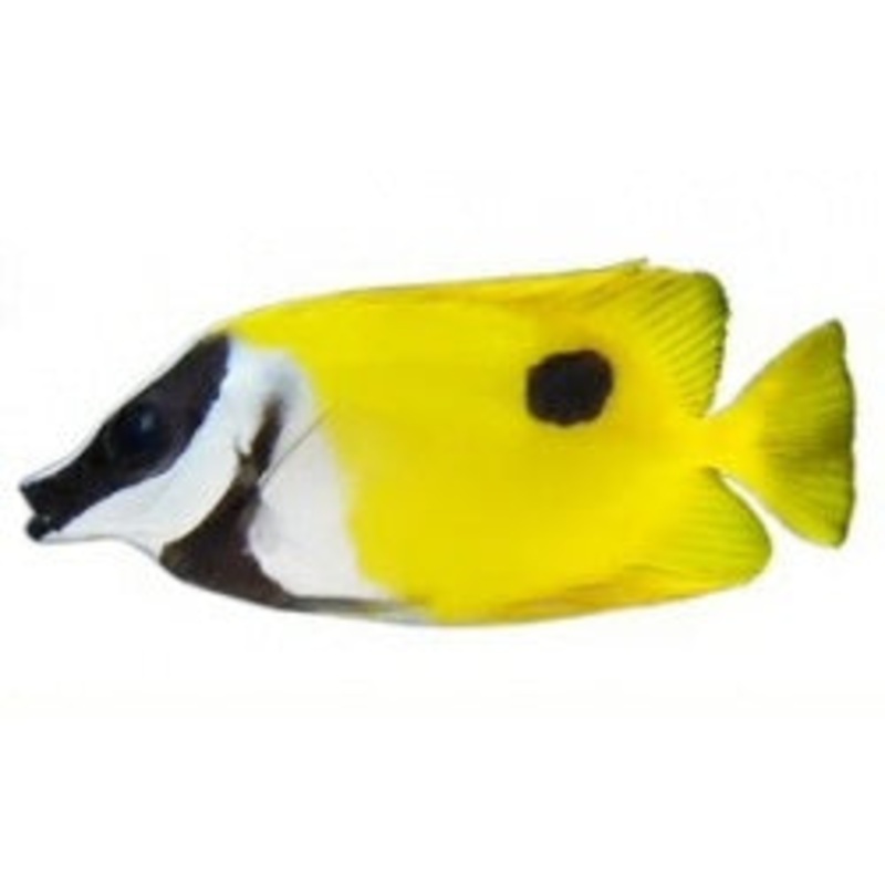 Foxface One Spot XL (Conditioned)